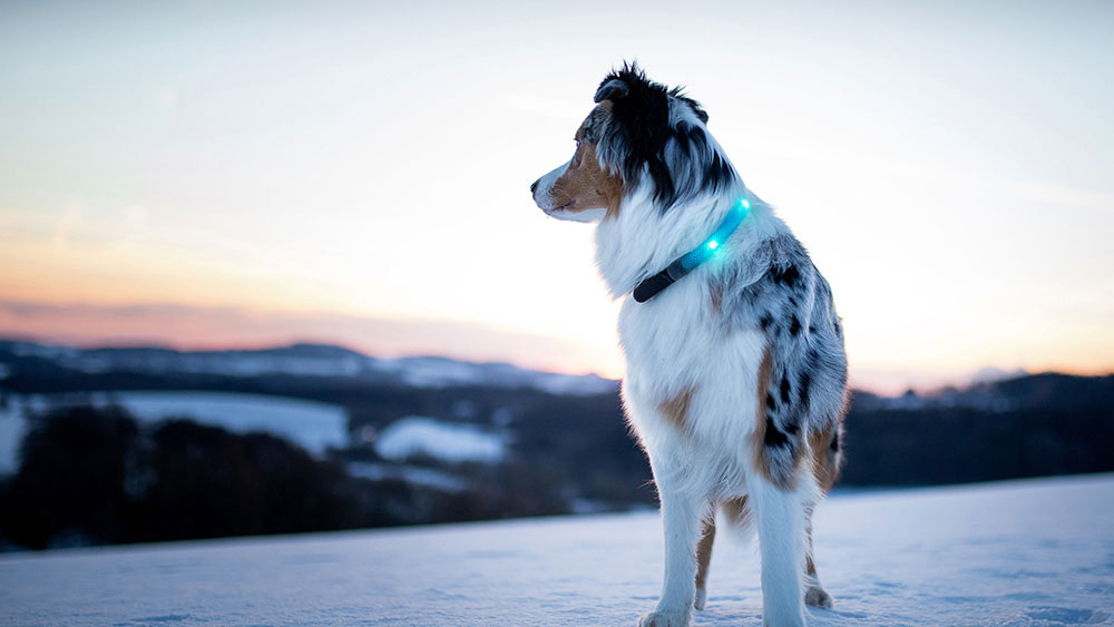 Passeggiata invernale serale con collare illuminato LEUCHTIE