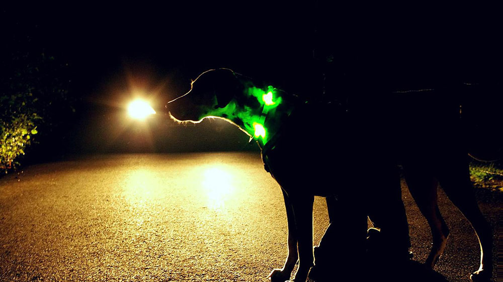 Il collare luminoso LEUCHTIE garantisce la massima sicurezza possibile per cani e persone