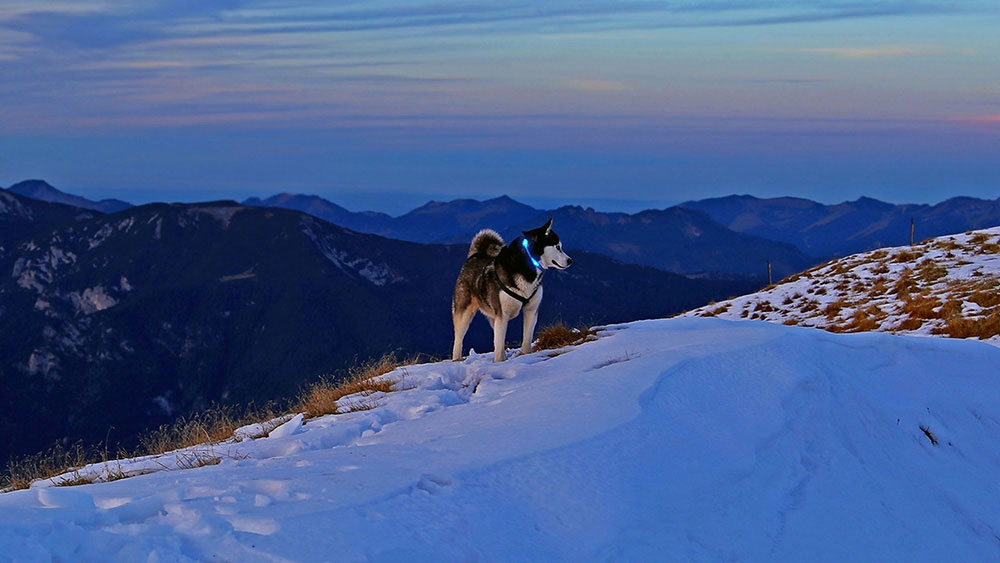 Cane con collare illuminato LEUCHTIE nelle Alpi innevate