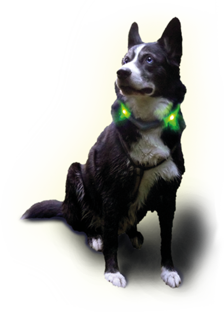 Husky con LED Collare luminoso LEUCHTIE Plus Husky con LED Collare luminoso LEUCHTIE Plus