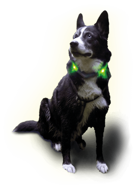 Husky Shaggy con collare luminoso LEUCHTIE verde neon